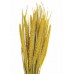 SPRAY MILLET 28" Autumn-OUT OF STOCK